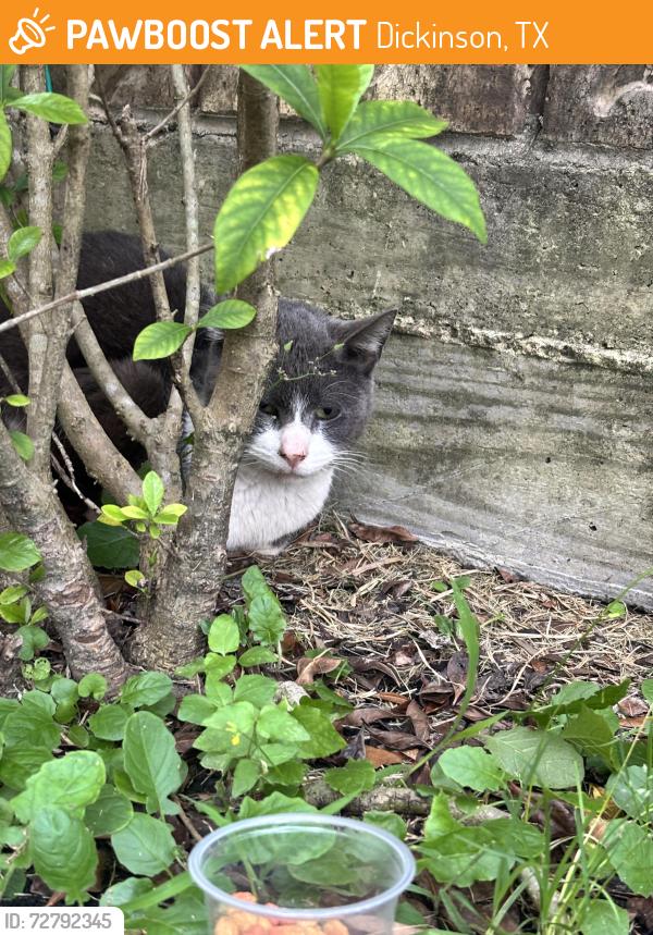 Found/Stray Unknown Cat last seen Near dogwood cliff ln inson tx, Dickinson, TX 77539