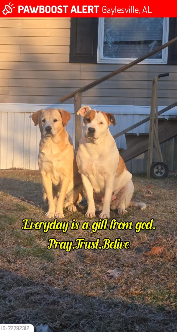 Lost Female Dog last seen County rd 114 and 41 , Gaylesville Al , Gaylesville, AL 35973