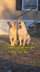 Lost Female Dog last seen County rd 114 and 41 , Gaylesville Al , Gaylesville, AL 35973