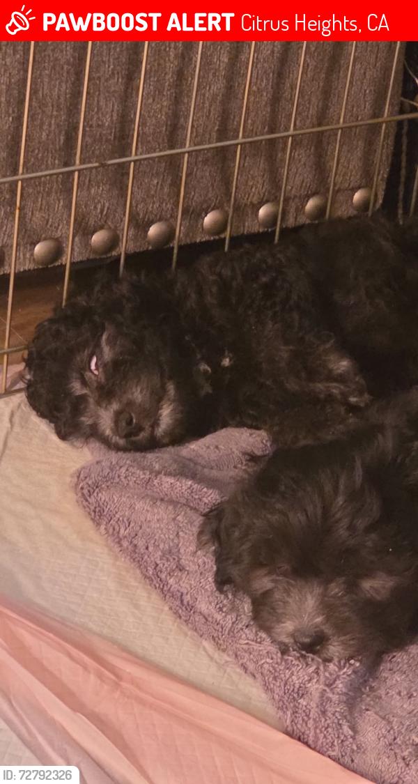 Lost Male Dog last seen Near terra way, Citrus Heights, CA 95610