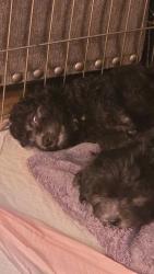 Lost Male Dog last seen Near terra way, Citrus Heights, CA 95610