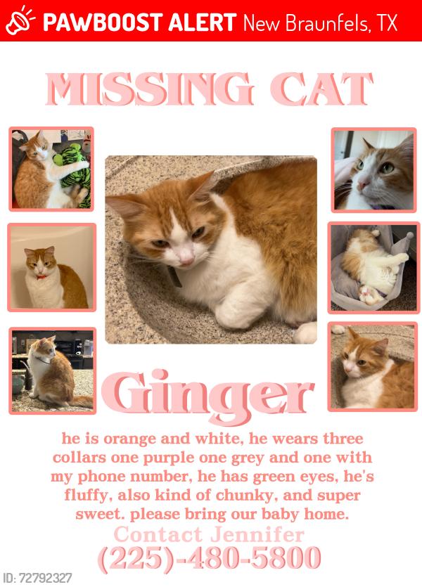 Lost Male Cat last seen Creekside Ranch neighborhood, New Braunfels, TX 78130