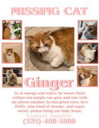 Lost Male Cat last seen Creekside Ranch neighborhood, New Braunfels, TX 78130