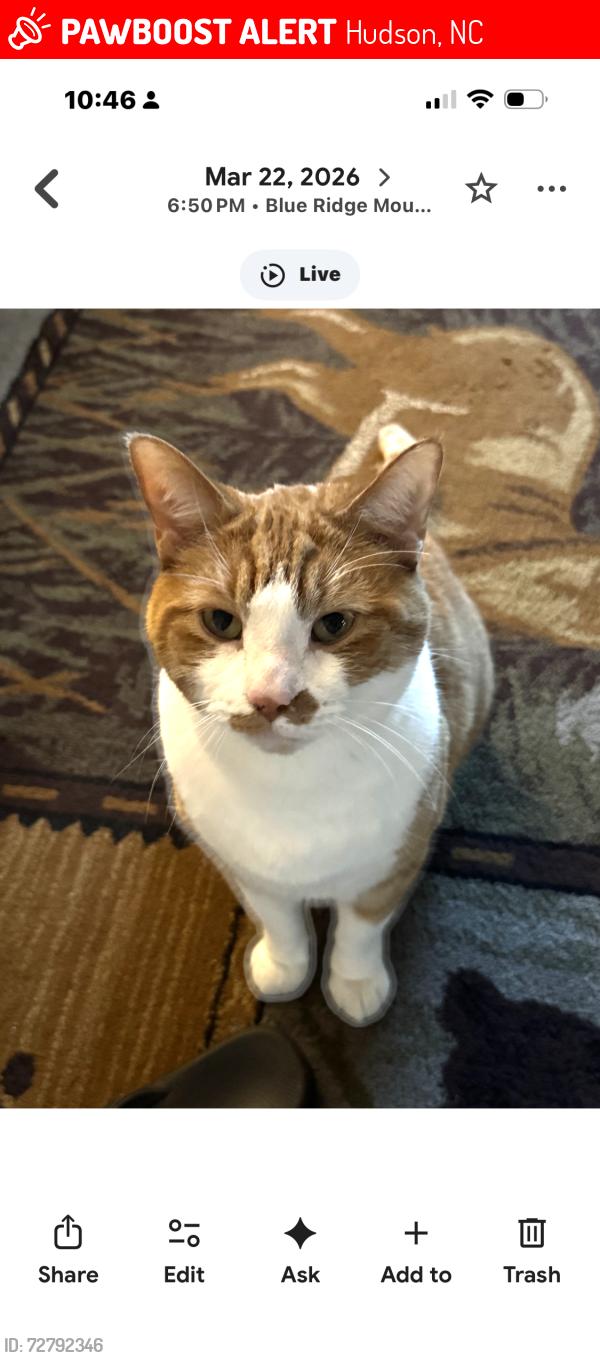 Lost Male Cat last seen Gatewood drive off of Cajuns mt…rd, Hudson, NC 28638