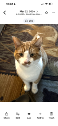 Lost Male Cat last seen Gatewood drive off of Cajuns mt…rd, Hudson, NC 28638