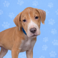 Shelter Stray Male Dog last seen , Memphis, TN 38133