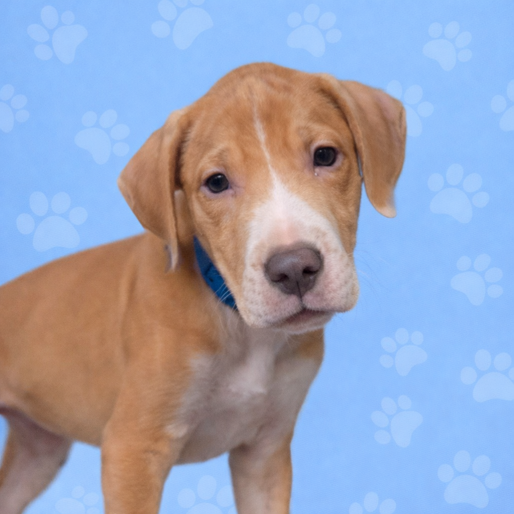 Shelter Stray Male Dog last seen , Memphis, TN 38133