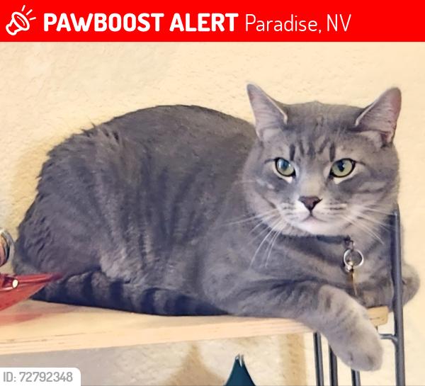 Lost Male Cat last seen Lucas Ave and Effingham, Paradise, NV 89120