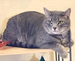 Lost Male Cat last seen Lucas Ave and Effingham, Paradise, NV 89120