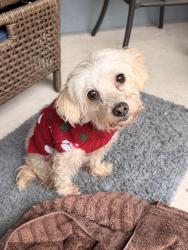 Found/Stray Female Dog last seen Commerce st , San Antonio, TX 78222