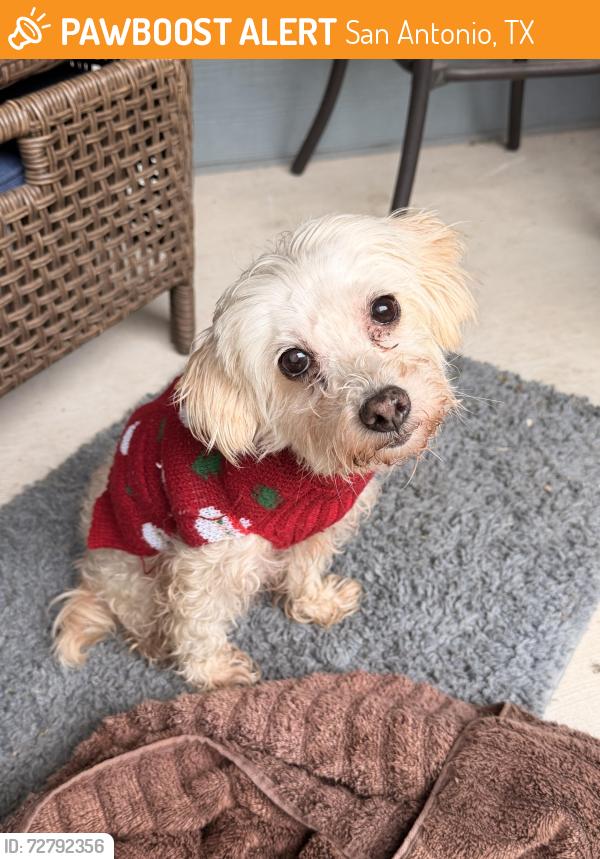 Found/Stray Female Dog last seen Commerce st , San Antonio, TX 78222