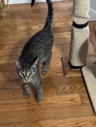 Lost Female Cat last seen Marcus Garvey Park, 123rd Street and Madison Avenue, New York, NY 10035