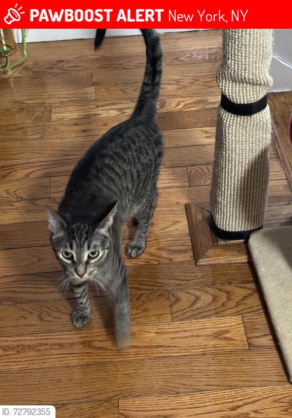 Lost Female Cat last seen Marcus Garvey Park, 123rd Street and Madison Avenue, New York, NY 10035