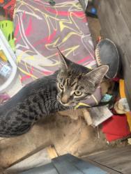 Found/Stray Unknown Cat last seen Villages of Carmel/ Pockrus Page, Denton, TX 76208