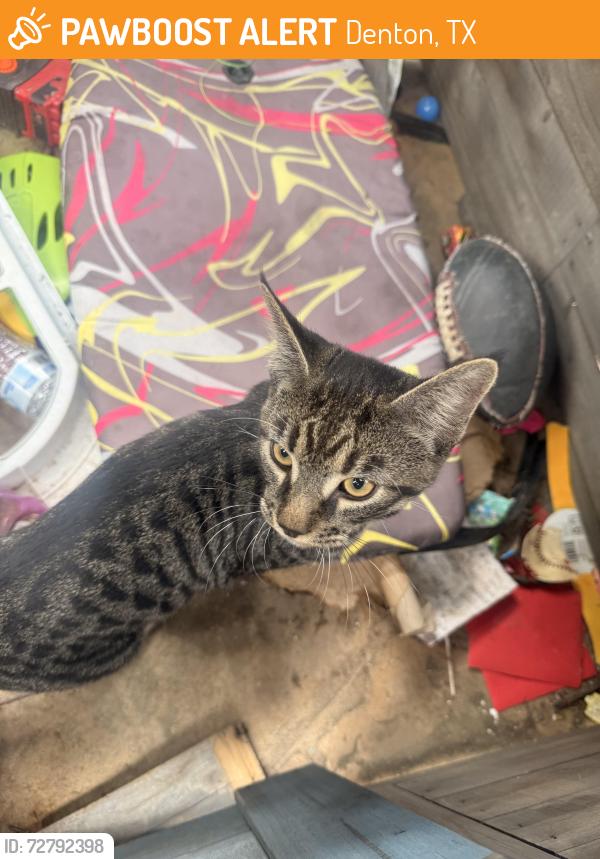 Found/Stray Unknown Cat last seen Villages of Carmel/ Pockrus Page, Denton, TX 76208