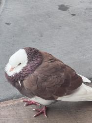 Found/Stray Unknown Bird last seen Rocky ridge and Douglas blvd , Roseville, CA 95661