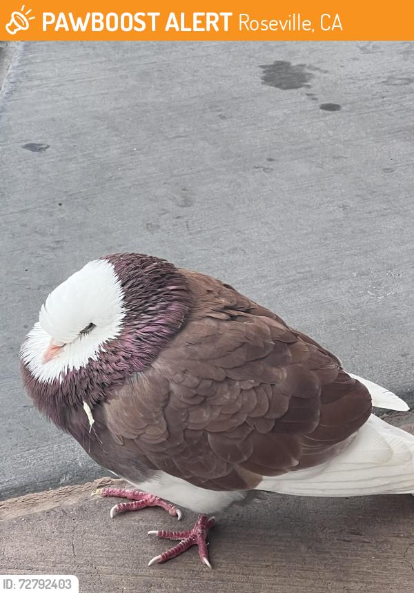 Found/Stray Unknown Bird last seen Rocky ridge and Douglas blvd , Roseville, CA 95661