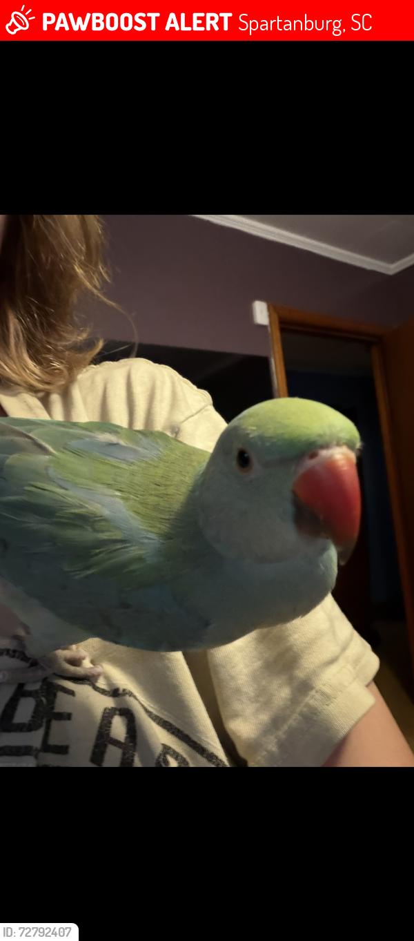 Lost Male Bird last seen Cleveland park , Spartanburg, SC 29303