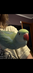 Lost Male Bird last seen Cleveland park , Spartanburg, SC 29303