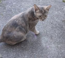 Found/Stray Female Cat last seen Deer Valley Rd and BlueRock Dr, Antioch, CA 94531