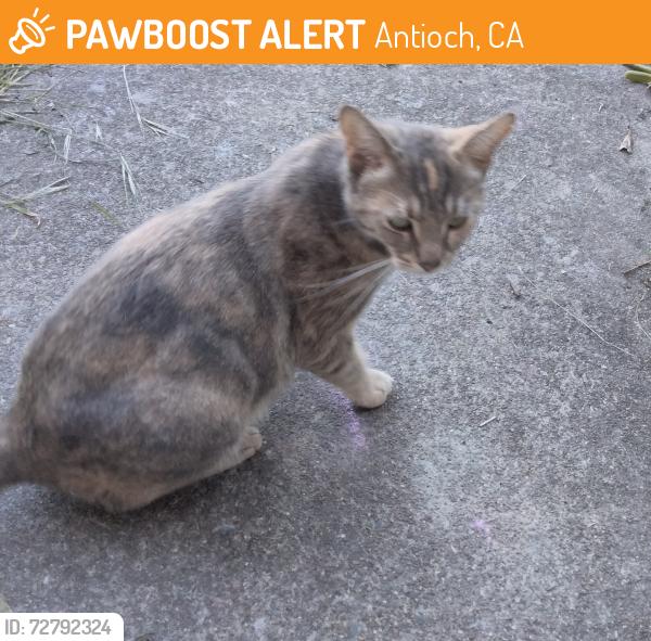 Found/Stray Female Cat last seen Deer Valley Rd and BlueRock Dr, Antioch, CA 94531