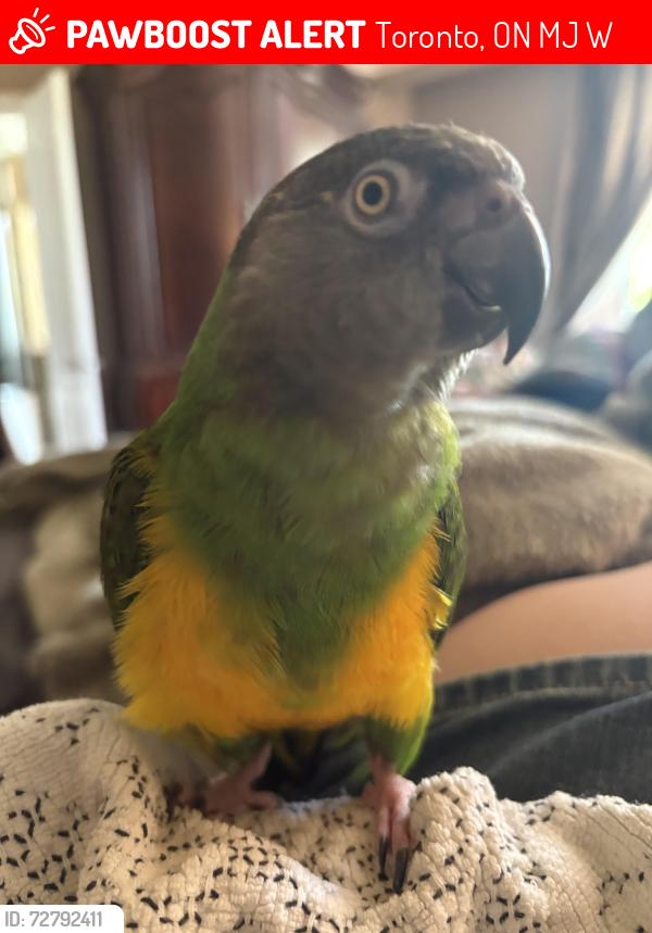 Lost Female Bird last seen Grandravine Dr, Toronto, ON M3J 1W9