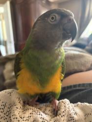 Lost Female Bird last seen Grandravine Dr, Toronto, ON M3J 1W9