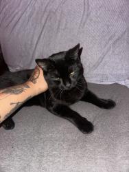 Lost Male Cat last seen 1st street and Azusa ave, Azusa, CA 91702
