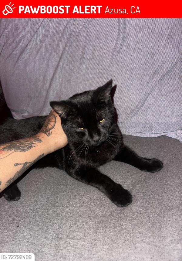 Lost Male Cat last seen 1st street and Azusa ave, Azusa, CA 91702