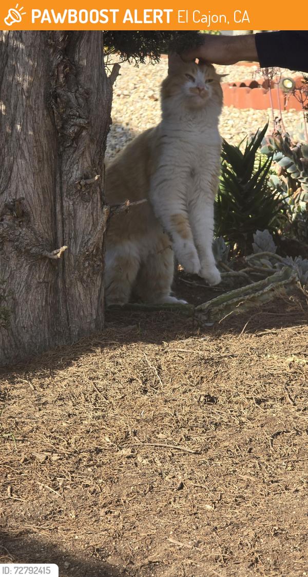 Found/Stray Unknown Cat last seen Graves and Cedar, El Cajon, CA 92021