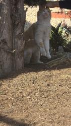 Found/Stray Unknown Cat last seen Graves and Cedar, El Cajon, CA 92021