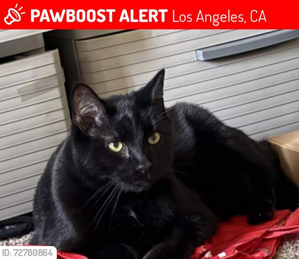 Lost Male Cat last seen Independence Ave and Kittridge St, Los Angeles, CA 91303
