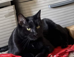 Lost Male Cat last seen Independence Ave and Kittridge St, Los Angeles, CA 91303