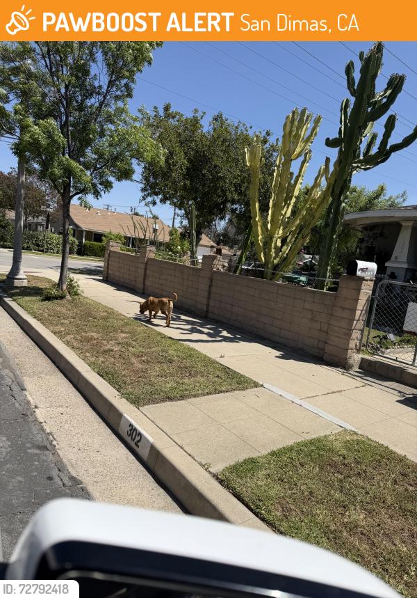 Found/Stray Female Dog last seen Corner of cataract & 2nd st at 2:04, San Dimas, CA 91773