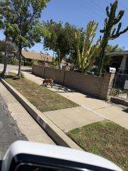 Found/Stray Female Dog last seen Corner of cataract & 2nd st at 2:04, San Dimas, CA 91773