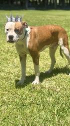 Shelter Stray Male Dog last seen Near BLOCK NW 25TH ST,, Doral, FL 33122