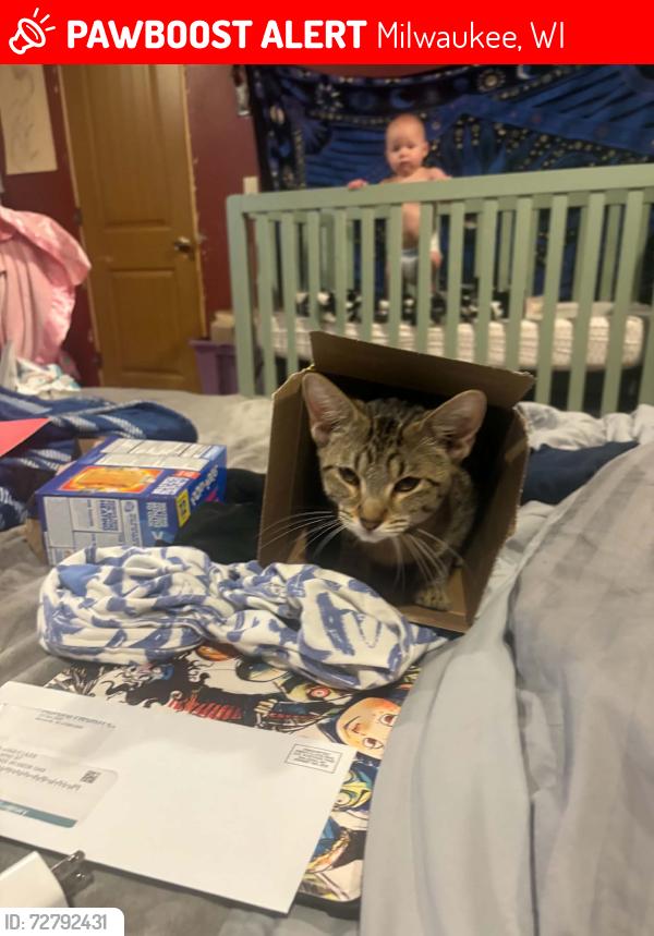 Lost Female Cat last seen Morgan, Milwaukee, WI 53228