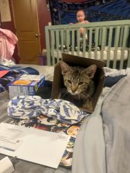 Lost Female Cat last seen Morgan, Milwaukee, WI 53228