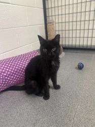 Shelter Stray Female Cat last seen Near BLOCK W FASSIO CIR, Salt Lake City, UT 84120