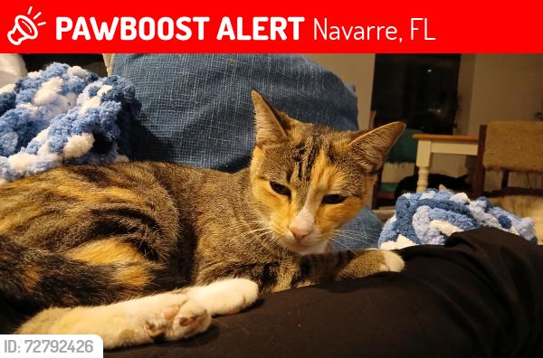 Lost Female Cat last seen Whispering Pines, Hwy 98, Navarre, FL 32566