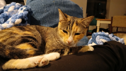Lost Female Cat last seen Whispering Pines, Hwy 98, Navarre, FL 32566