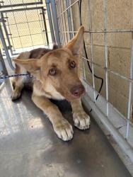 Shelter Stray Male Dog last seen Near BLK TRUXTUN AV BAKERSFIELD,CA, Bakersfield, CA 93307