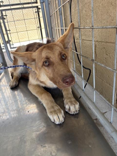 Shelter Stray Male Dog last seen Near BLK TRUXTUN AV BAKERSFIELD,CA, Bakersfield, CA 93307