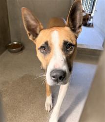 Shelter Stray Female Dog last seen 7TH ST X GARCIA, San Bernardino, CA 92401