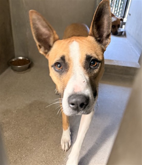Shelter Stray Female Dog last seen 7TH ST X GARCIA, San Bernardino, CA 92401