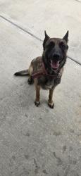 Found/Stray Male Dog last seen Lockwood Dr., Houston, TX 77016
