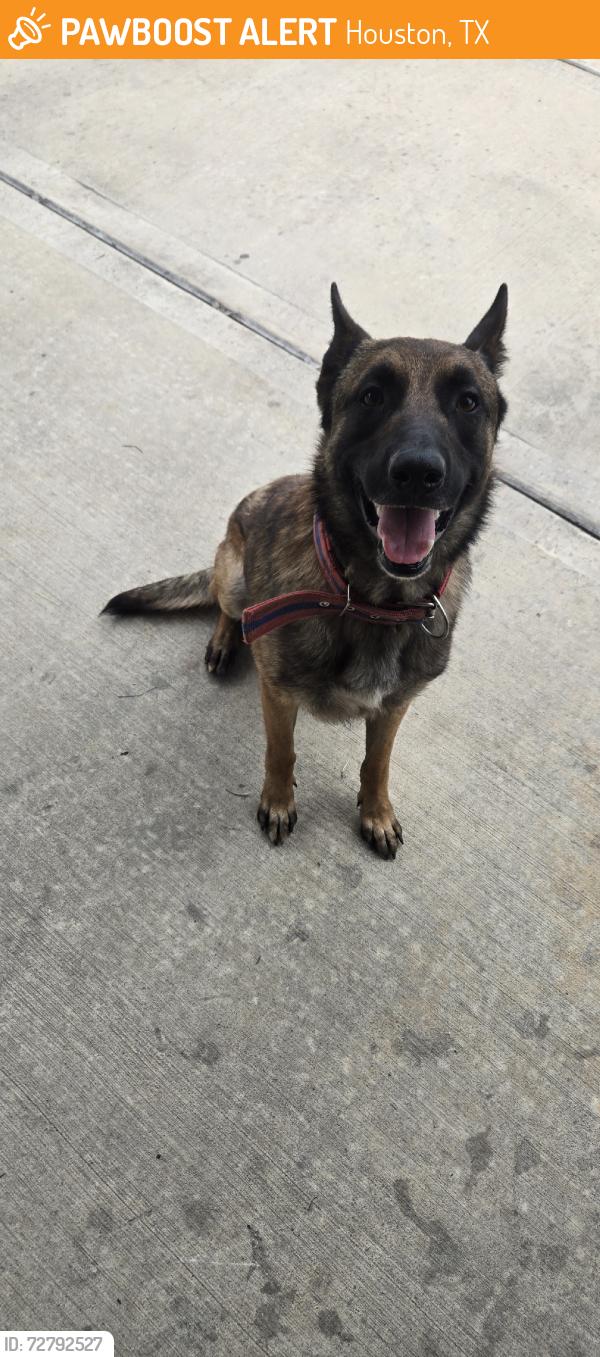Found/Stray Male Dog last seen Lockwood Dr., Houston, TX 77016