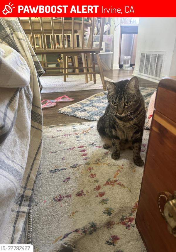 Lost Male Cat last seen Harvard and Costero aisle, Irvine, CA 92614