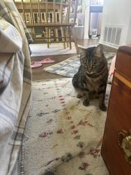Lost Male Cat last seen Harvard and Costero aisle, Irvine, CA 92614