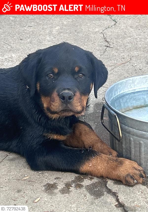 Lost Male Dog last seen Waverly Farms Rd, Raleigh-Millington Rd, Millington, TN 38053